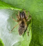 Common sac-spider